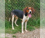 Small Treeing Walker Coonhound