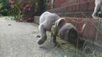 Small Photo #12 Weimaraner Puppy For Sale in UNION GROVE, AL, USA