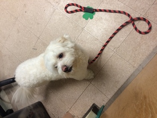 Maltese-Unknown Mix Puppy for sale in PHILADELPHIA, PA, USA
