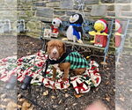 Small Photo #11 Mutt Puppy For Sale in Mount Laurel, NJ, USA
