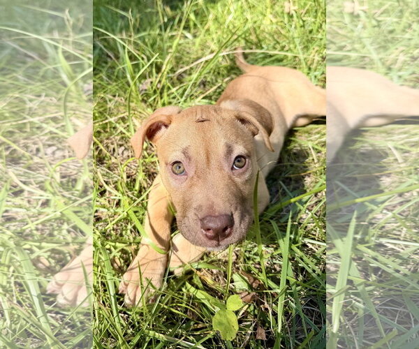 Medium Photo #1 American Staffordshire Terrier-Unknown Mix Puppy For Sale in Holly Springs, NC, USA