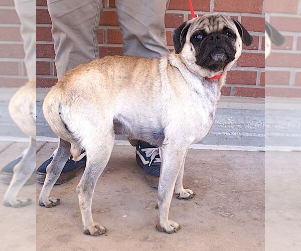 Medium Photo #2 Pug Puppy For Sale in Carrollton, TX, USA