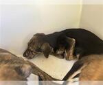 Small German Shepherd Dog Mix