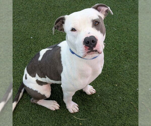 Medium Photo #1 Mutt Puppy For Sale in Las Vegas, NV, USA