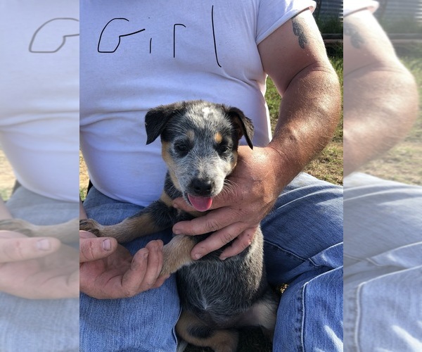 Medium Photo #7 Australian Cattle Dog Puppy For Sale in CHAUNCEY, GA, USA