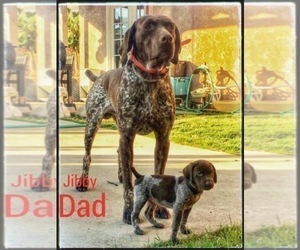 Father of the German Shorthaired Pointer puppies born on 02/11/2023