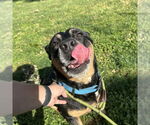 Small #7 Bulldog-German Shepherd Dog Mix