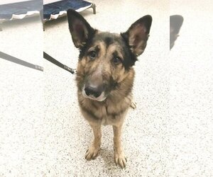 Bear - Male German Shepherd Dog Dog for Adoption - Photo #6