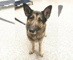Small #5 German Shepherd Dog