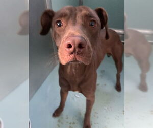 Labrador Retriever-Unknown Mix Dogs for adoption in Moreno Valley, CA, USA