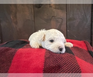 Bichon Frise Puppy for sale in ELDERWOOD, CA, USA