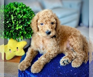 Poodle (Standard) Puppy for Sale in PIGEON FORGE, Tennessee USA
