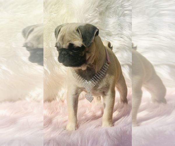 Medium Photo #23 Pug Puppy For Sale in CANTON, CT, USA