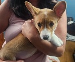 Puppy Crystal Pembroke Welsh Corgi