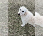 Small #3 Labrador Retriever