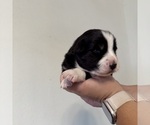 Small Photo #23 Australian Shepherd Puppy For Sale in DEVINE, TX, USA