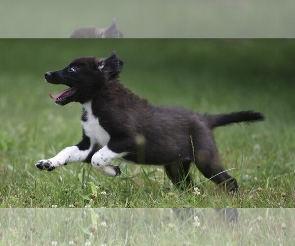 Medium Photo #4 Pyrenees Border Collie Puppy For Sale in Mechanicsburg, PA, USA