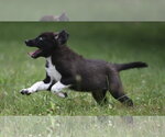 Small #3 Pyrenees Border Collie