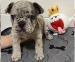 Small Photo #2 French Bulldog Puppy For Sale in ALTA LOMA, CA, USA