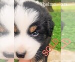 Puppy Thelma Australian Shepherd