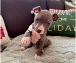 Small #1 American Pit Bull Terrier-American Staffordshire Terrier Mix