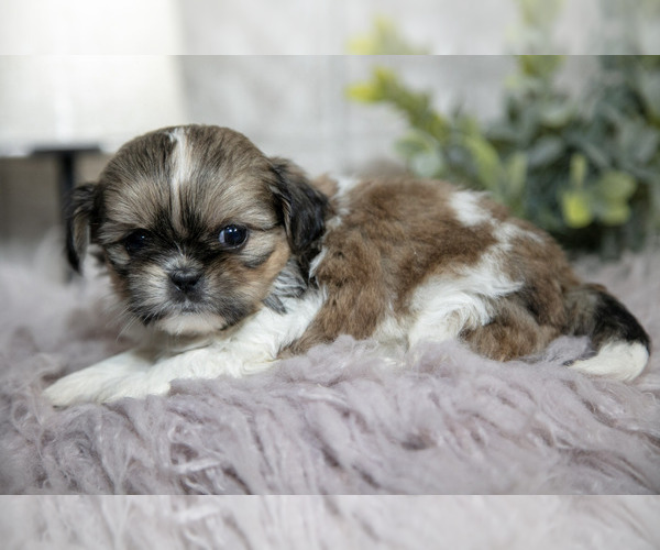 Medium Photo #17 Shih Tzu Puppy For Sale in CLARE, MI, USA