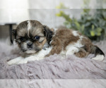Small #2 Shih Tzu