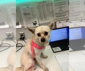 Chihuahua Dogs for adoption in Rosenberg, TX, USA