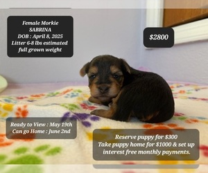 Morkie Puppy for sale in TUCSON, AZ, USA