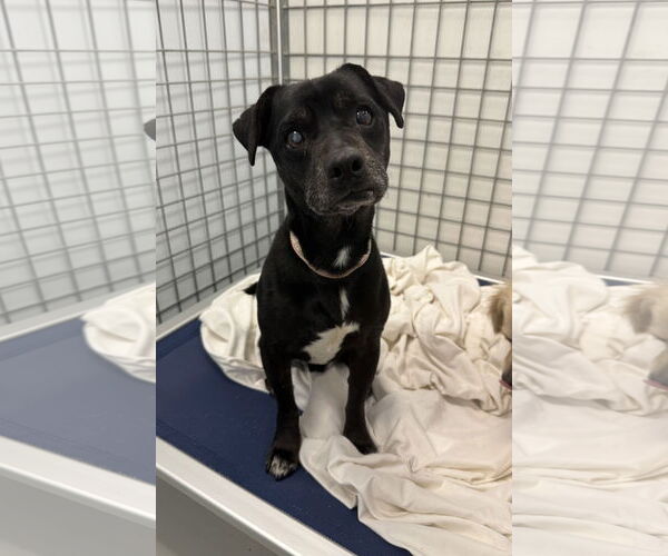 Medium Photo #5 Chihuahua-Unknown Mix Puppy For Sale in Chico, CA, USA