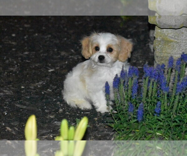 Medium Photo #5 Cavachon Puppy For Sale in ELDORADO, OH, USA