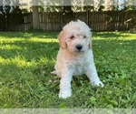 Small #2 Goldendoodle (Miniature)