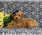 Small Photo #11 Miniature Labradoodle Puppy For Sale in KINZERS, PA, USA