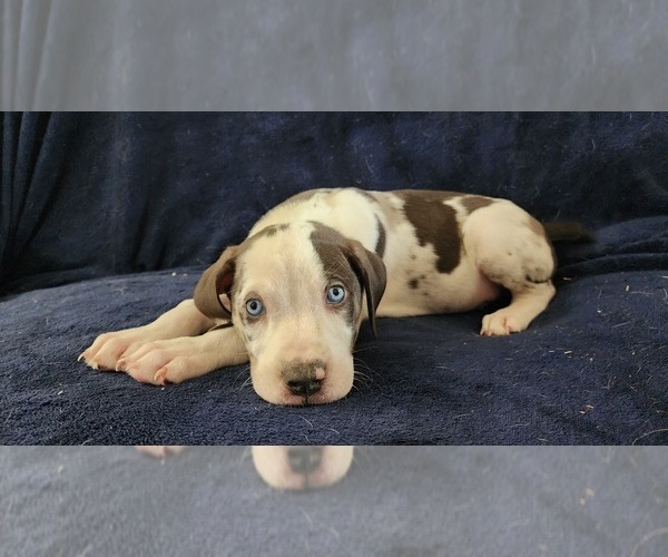 Medium Photo #15 Catahoula Leopard Dog Puppy For Sale in CUMBY, TX, USA