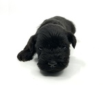 Small Photo #8 Schnauzer (Miniature) Puppy For Sale in WINTERVILLE, GA, USA