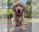 Small Photo #3 Golden Retriever Puppy For Sale in ATHENS, GA, USA
