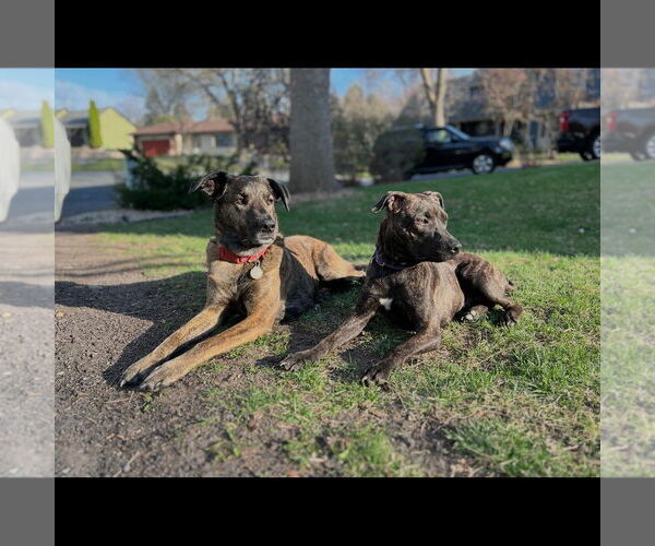 Medium Photo #6 Plott Hound-Unknown Mix Puppy For Sale in Hayward, CA, USA