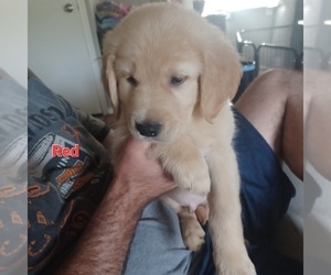 Golden Retriever Puppy for sale in MEAD, WA, USA