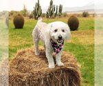 Small #1 Bichon Frise