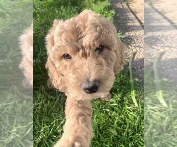 Medium Photo #7 Poodle (Miniature) Puppy For Sale in SAN FRANCISCO, CA, USA