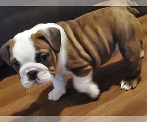 Bulldog Puppy for sale in BRUNSWICK, MD, USA