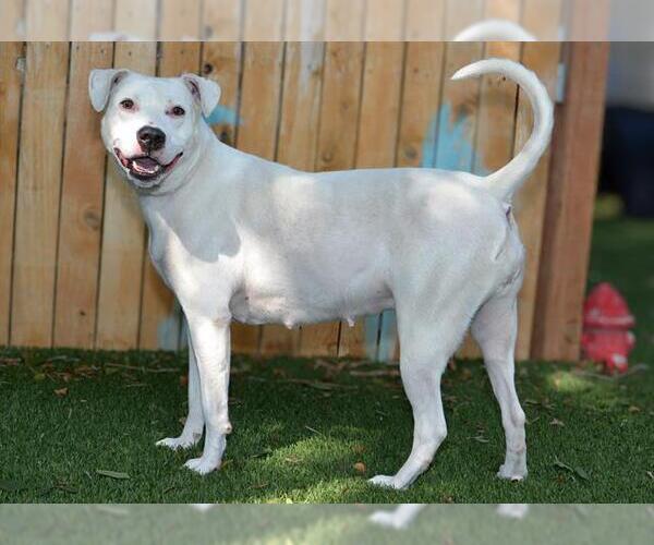 Medium Photo #1 American Pit Bull Terrier-Unknown Mix Puppy For Sale in West Valley, UT, USA