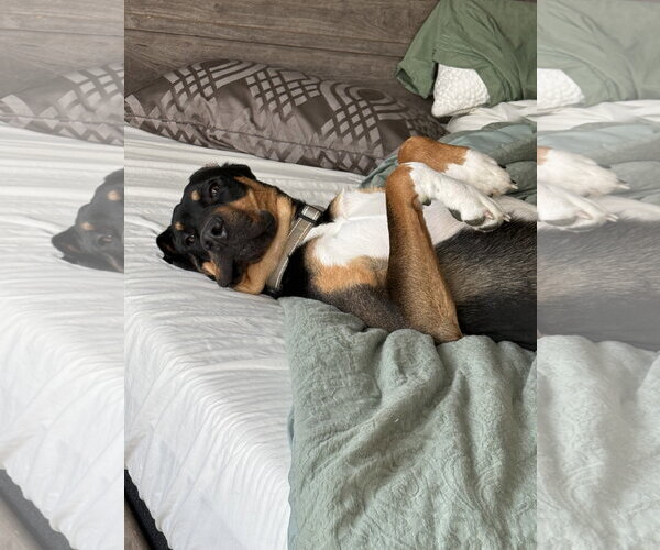 Medium Photo #2 Bloodhound-Doberman Pinscher Mix Puppy For Sale in McKinney, TX, USA
