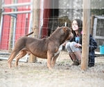 Small Photo #8 American Bully Puppy For Sale in CLEVELAND, GA, USA