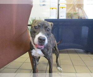 American Pit Bull Terrier-Unknown Mix Dogs for adoption in Ocala, FL, USA