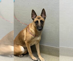Mutt Dogs for adoption in Las Vegas, NV, USA