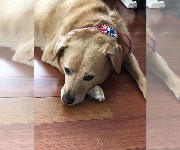 Medium Photo #1 Golden Retriever-Unknown Mix Puppy For Sale in Doylestown, PA, USA