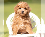 Puppy Winston F1B Maltipoo (Miniature)