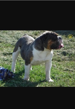 Medium Photo #1 Olde English Bulldogge Puppy For Sale in CIRCLEVILLE, NY, USA