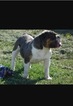 Small Photo #1 Olde English Bulldogge Puppy For Sale in CIRCLEVILLE, NY, USA